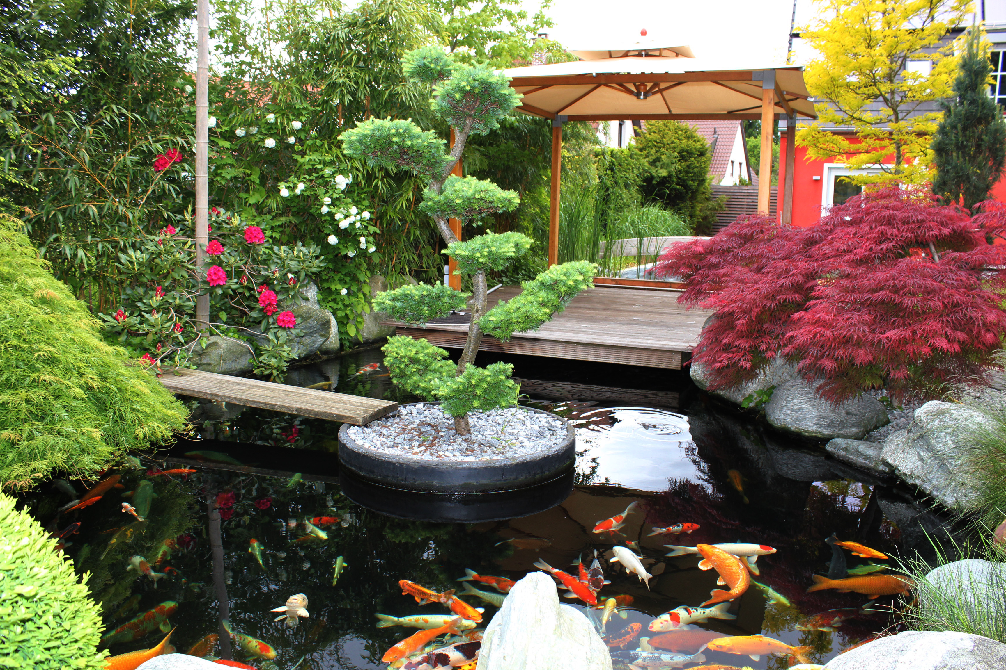 40+ schön Vorrat Koi Garten Koi Teich im Garten Tipps wie Sie die