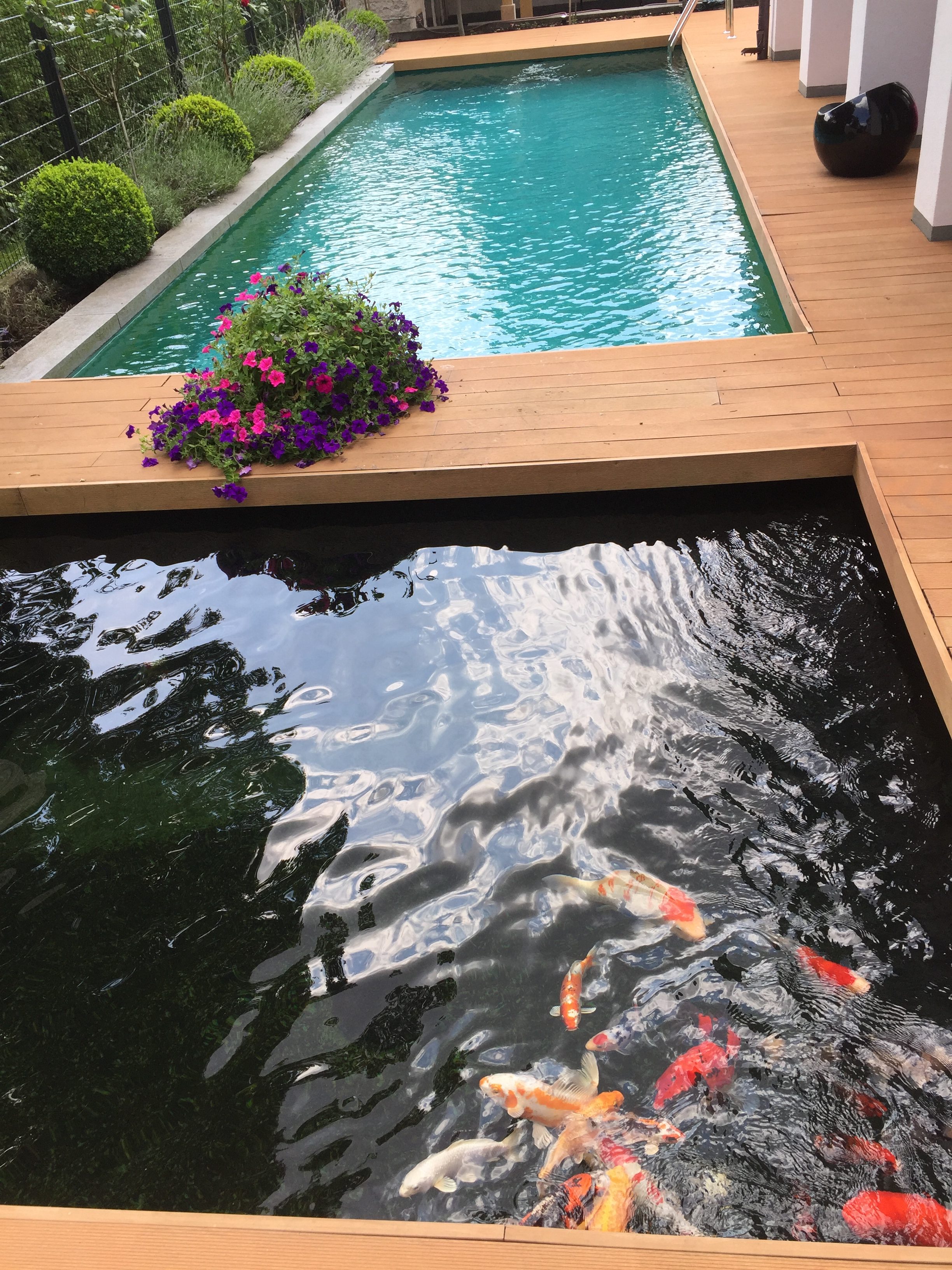 Koiteiche Koi & Teich Dollinger