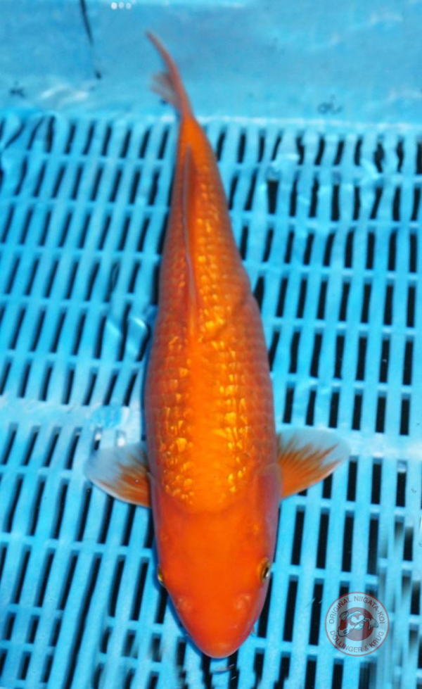 Benigoi