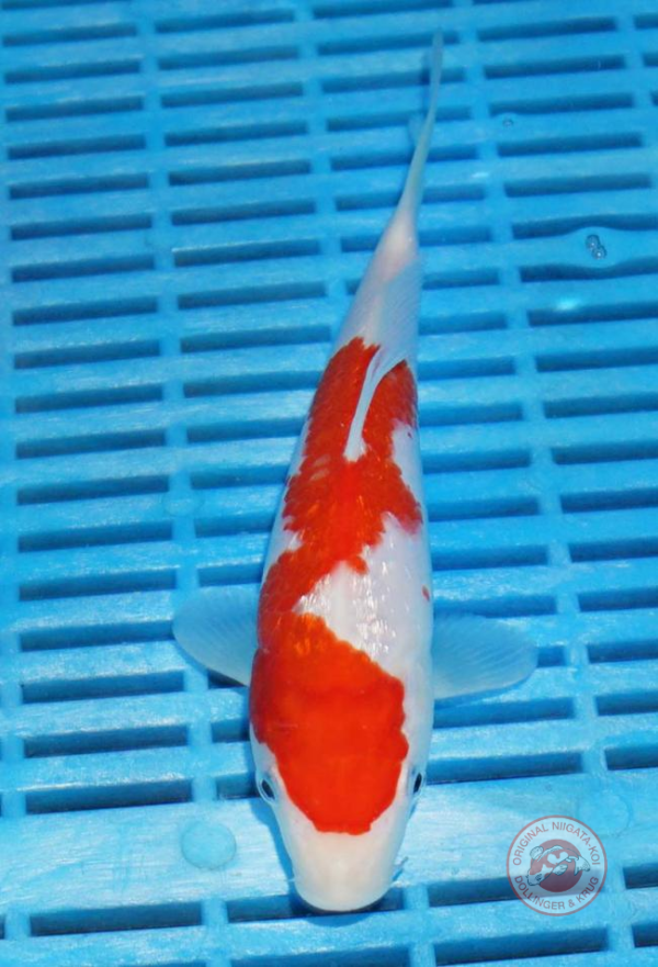 Ginrin-Kohaku