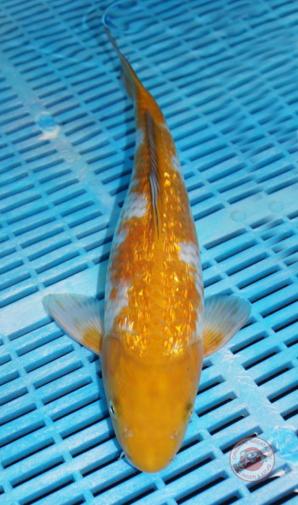 Ginrin-Ochiba-orange-1-30-35-cm