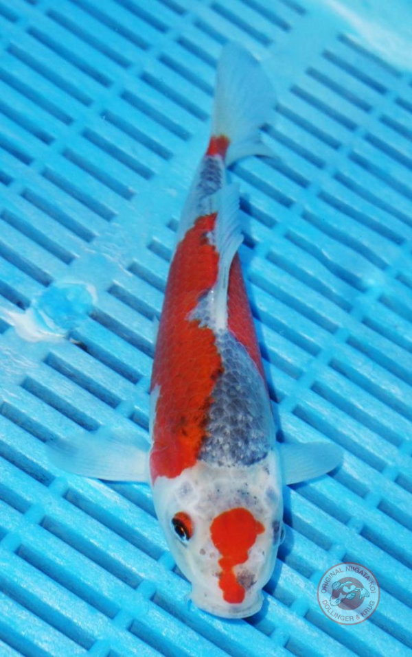 Goishiki