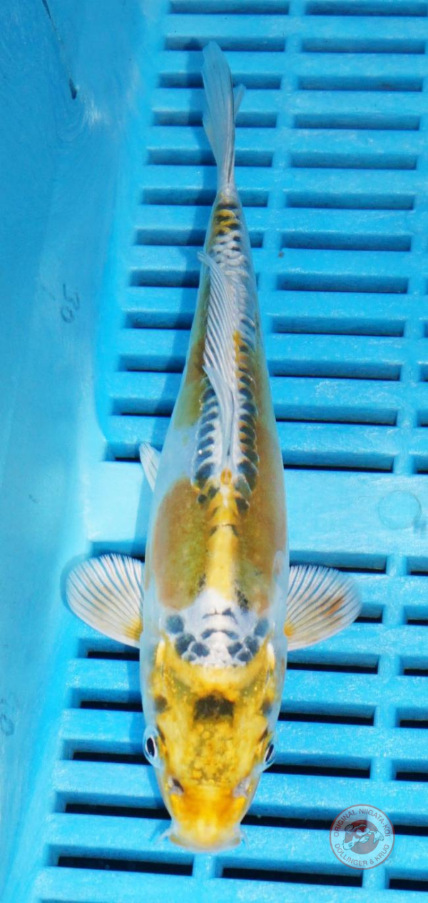 Kiko-20-cm