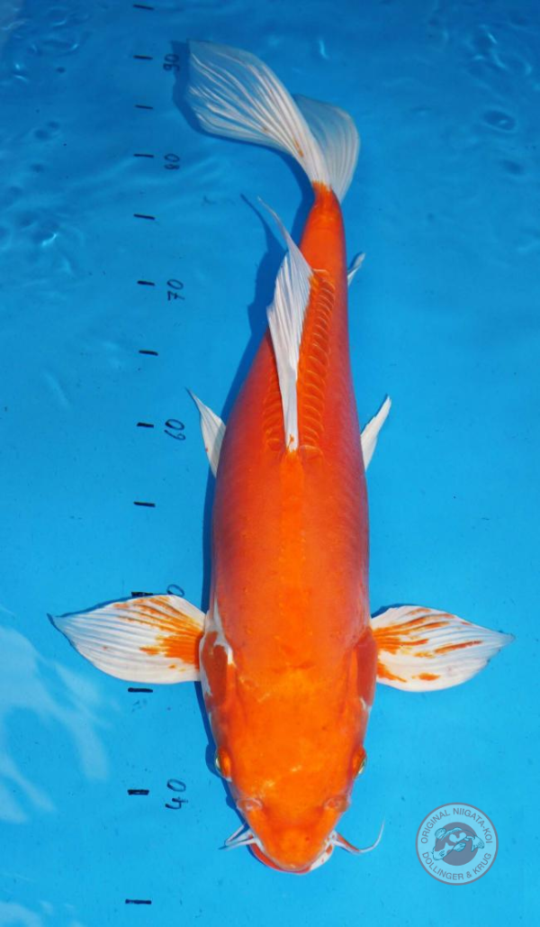 L-Z-Doitsu-Hariwake-45-50cm-1