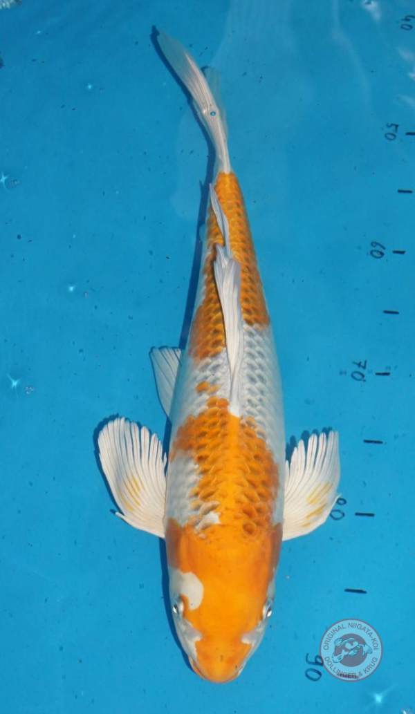 Longfin-Hariwake-45-cm