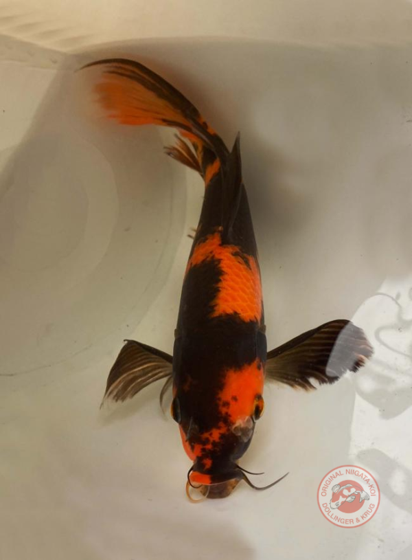 Longfin-Hi-Utsuri