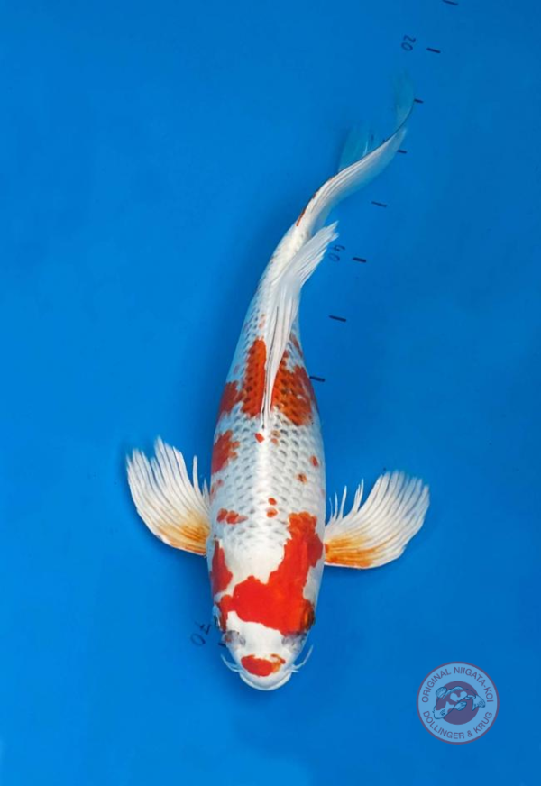 Longfin-Kujaku