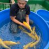 Koiimport Koi Koi & Teich Dollinger