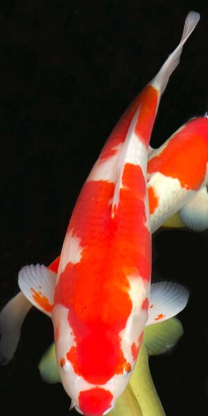 Clown Kohaku ca. 50 cm