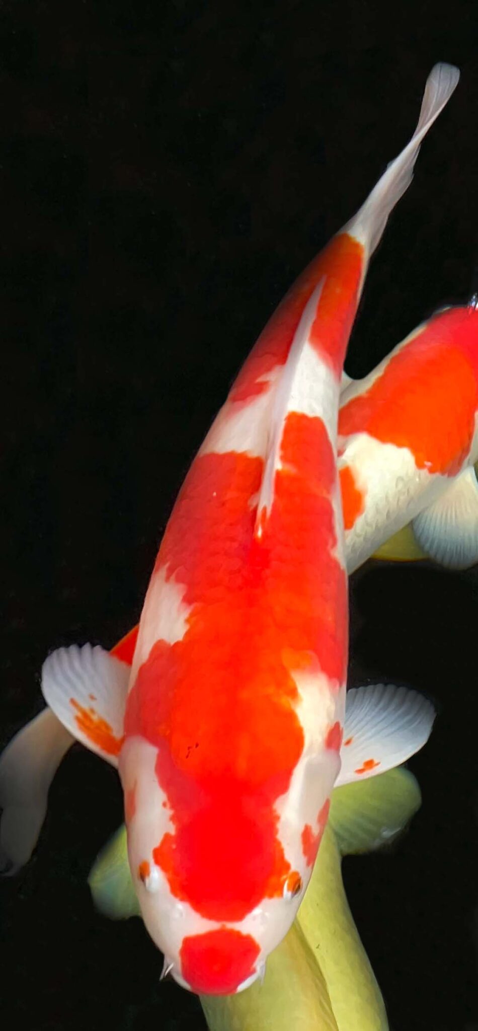 Clown Kohaku ca. 50 cm Koi & Teich Dollinger