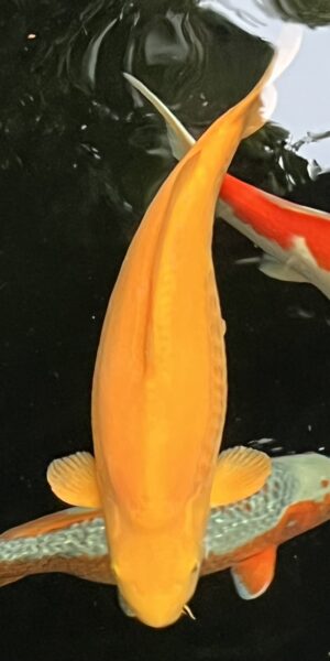 Doitsu Koigoi ca. 65 cm