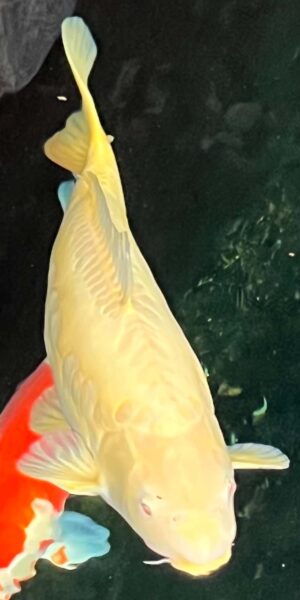 Doitsu Mukashi ca. 65 cm