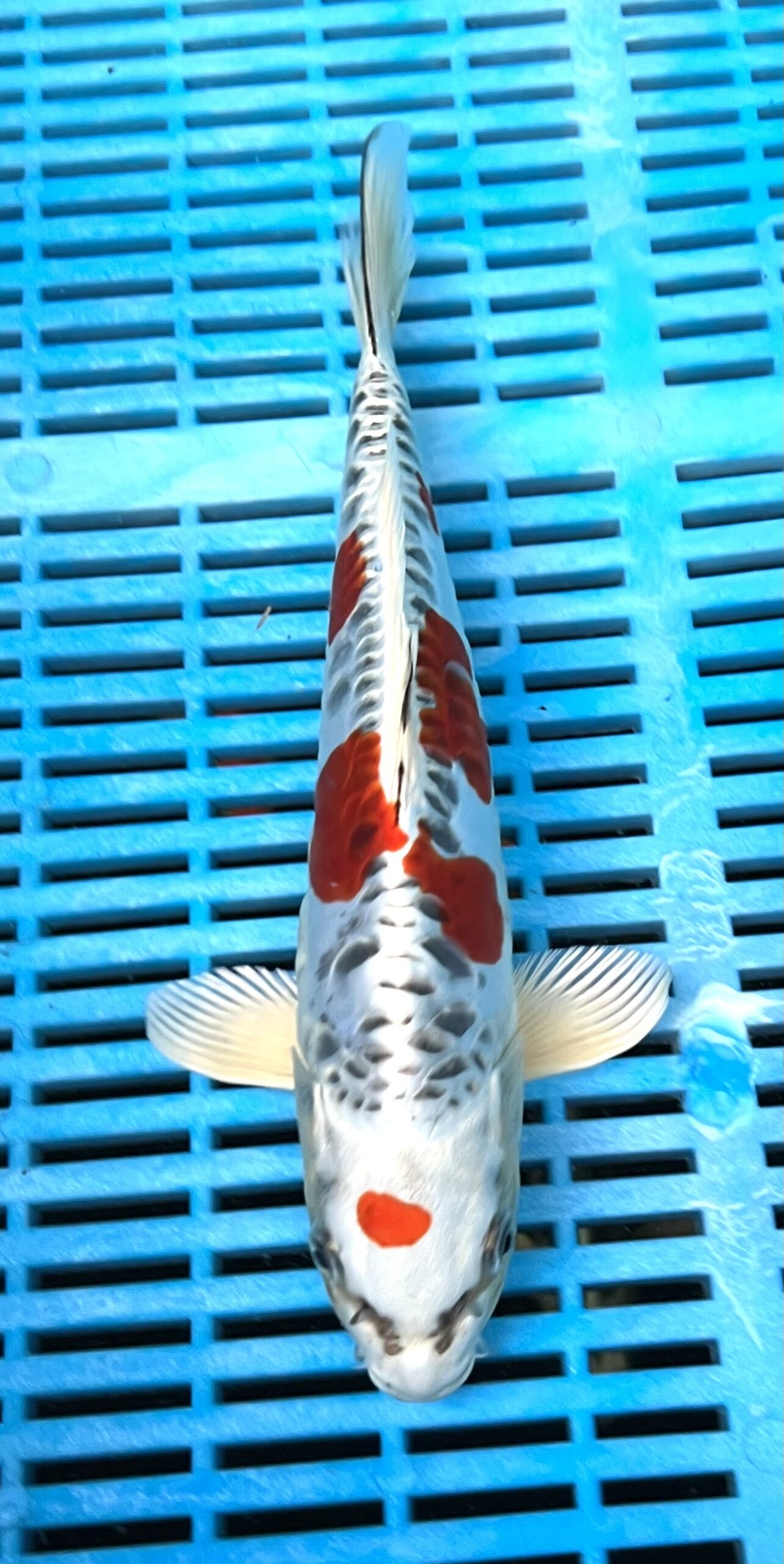 Doitsu red Kujaku 30-35 cm