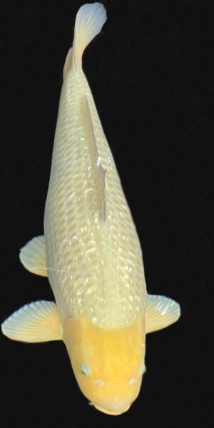 Ginrin Chagoi ca. 65 cm