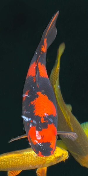 Hi Utsuri ca. 70 cm