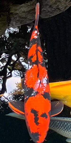Hi Utsuri 68 cm