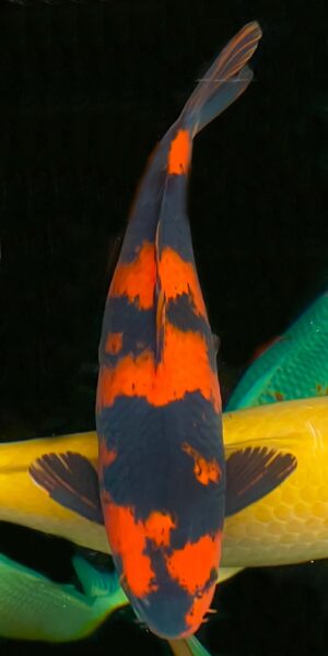 Hi Utsuri 68 cm
