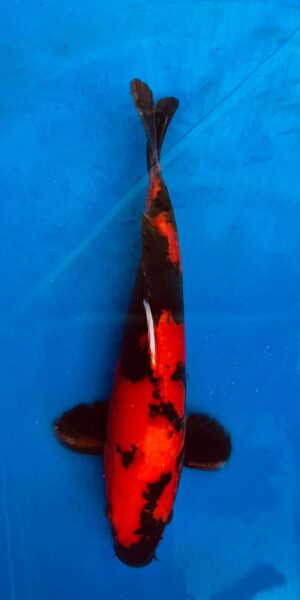 Hi Utsuri ca. 50 cm
