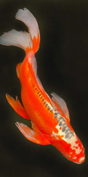 Longfin Shusui ca. 60 cm