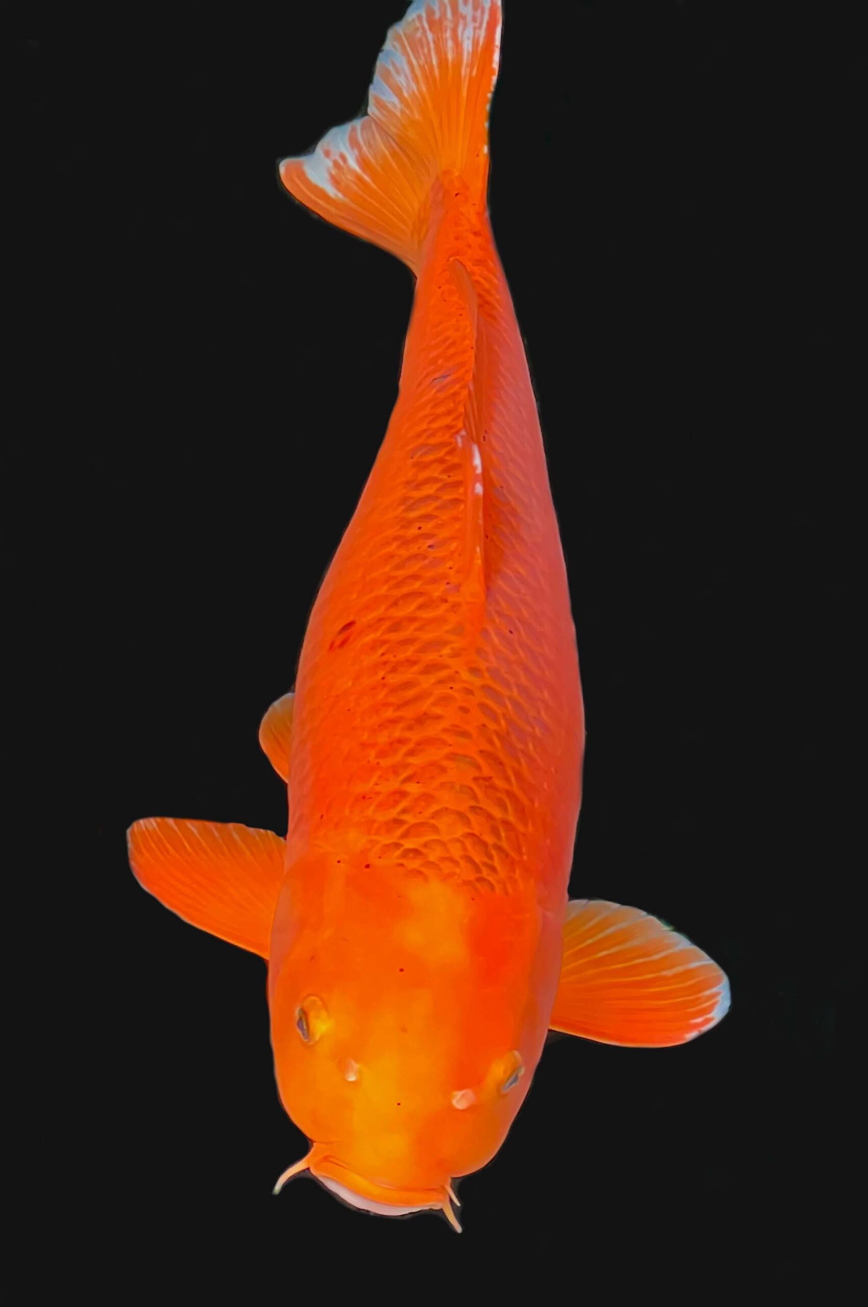 Red Mukashi 85 cm