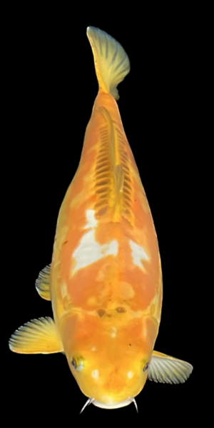 yellow Shushui ca. 60 cm