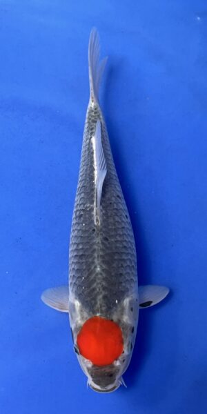 ! Tancho Goishiki Sanke 45 cm
