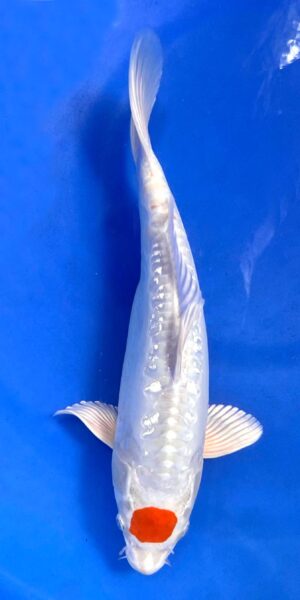 ! Ginrin Tancho Kinsui 40 cm