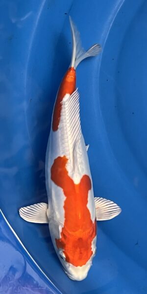 Kikosui 40cm