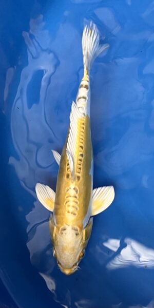 yellow Kujaku 35cm