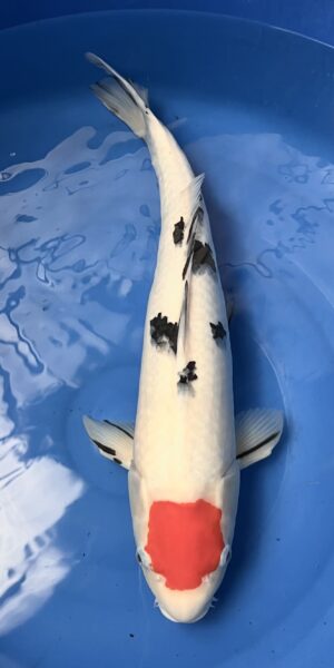 Tancho Sanke 55cm