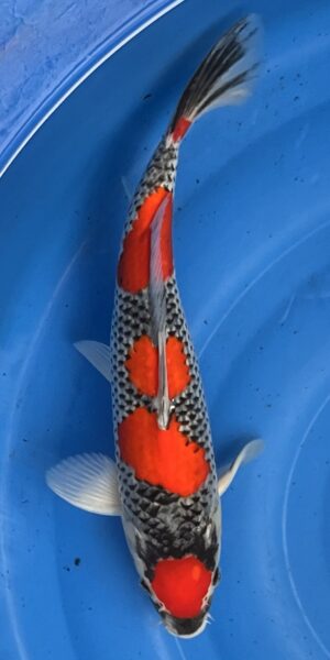 Goishiki 45cm