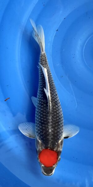 Tancho Goishiki Sanke 40cm