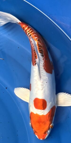 Yamoto 40cm