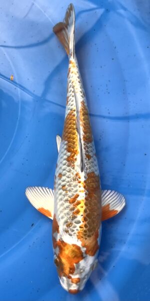 Kogane Ochiba 35cm