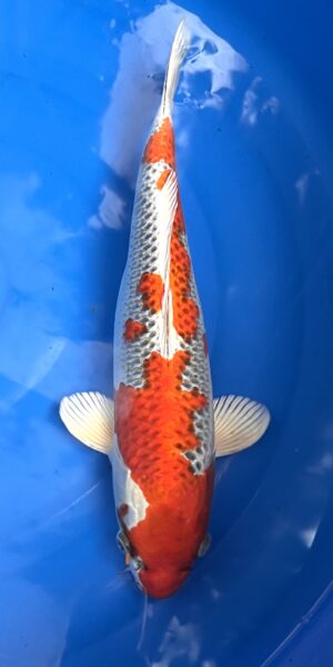 Kujaku Goishiki 45cm