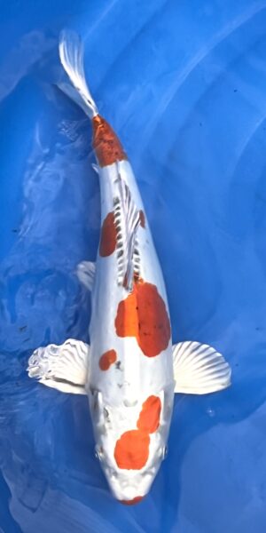 Yamoto 45cm