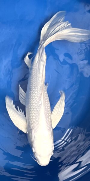 Longfin Platina 60cm