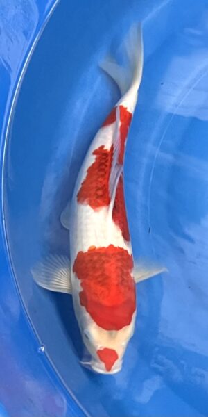 Goromo 45cm