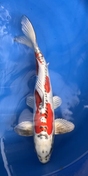 Beni Kikokuryu 45cm